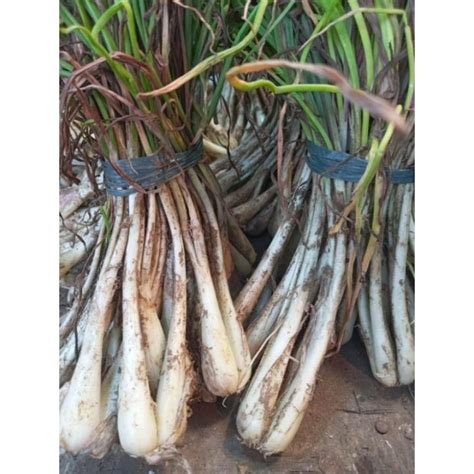 sibujing in english|sibujing : Binisaya .